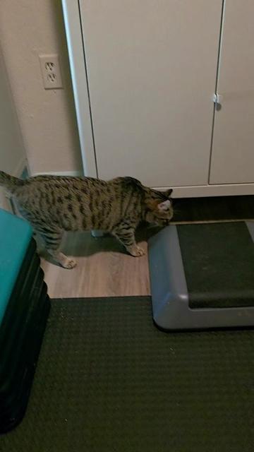 @South Texas Persian Rescue