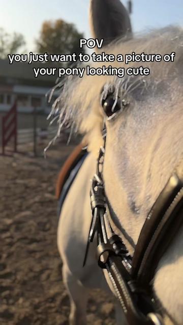 @SchimmelponyParadise