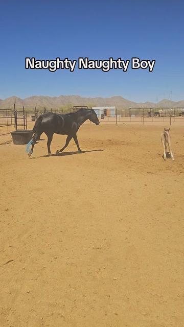 @🐎🐴picture perfect🐴🐎