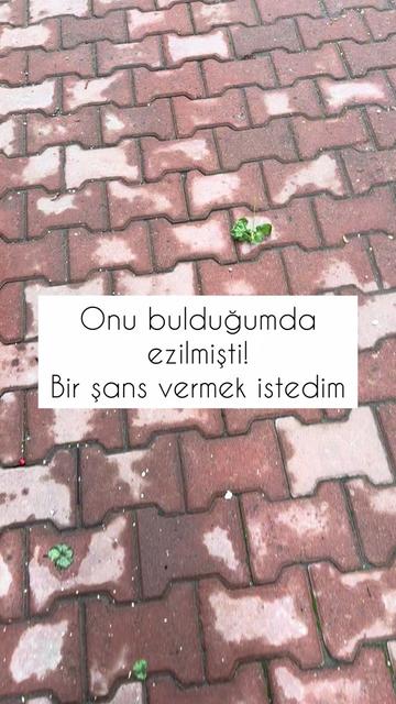 @yesillihanm