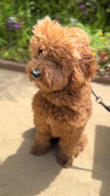 @TuckerTheTurlockDoodle