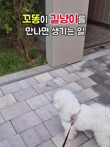 @꼬똥로리