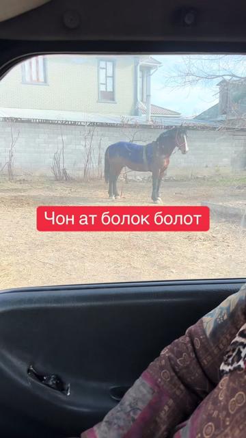 @Oskonbai Tajibaev
