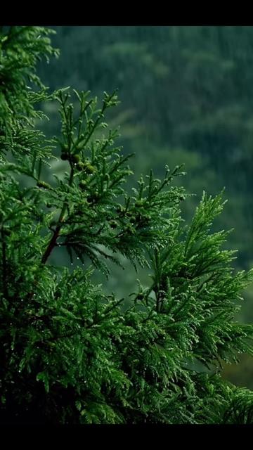 @Rinad 🦋