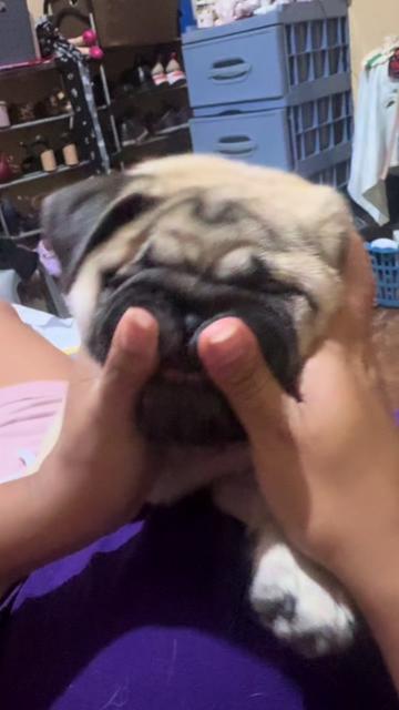 @Babypug