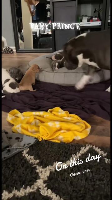 @hairstylingdoglady