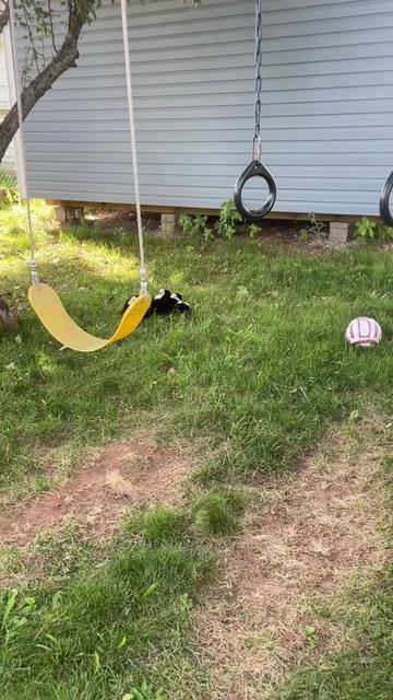 @Reznor_the_cat🪽