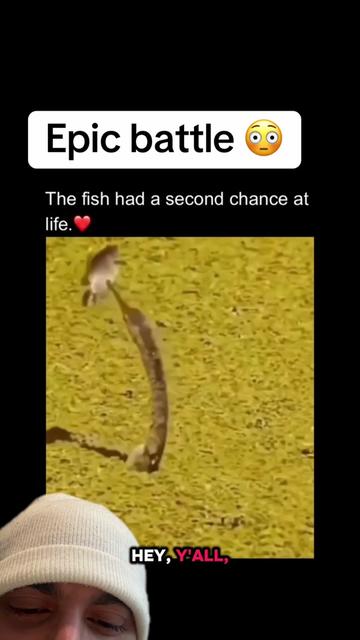 @mickystickey
