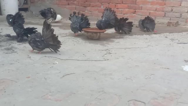 @royal birds