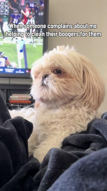 @Hugh the Shih Tzu