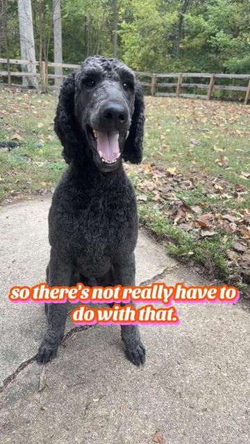 @Maddie, Jovie & Nessie💛🤎🐩