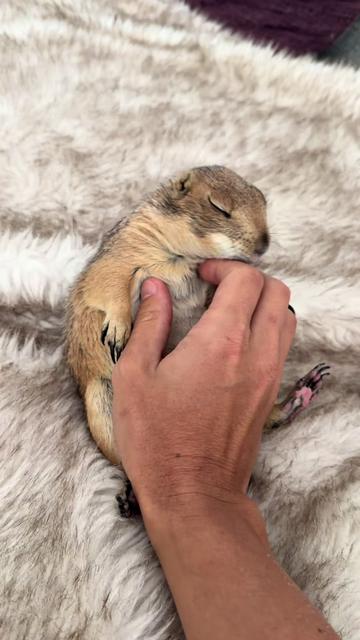 @Poppy the Prairie Dog