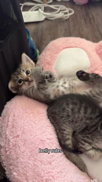 @Mia kittens
