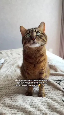 @Спасенные с улицы котики ❤️