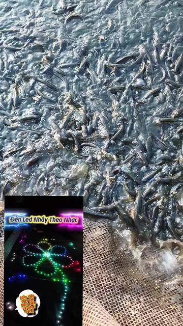 @Cá Chuối Hoa