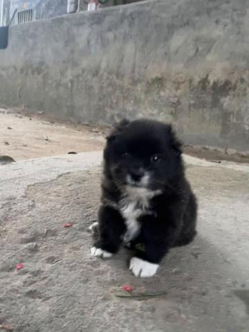 @Pet World Hub