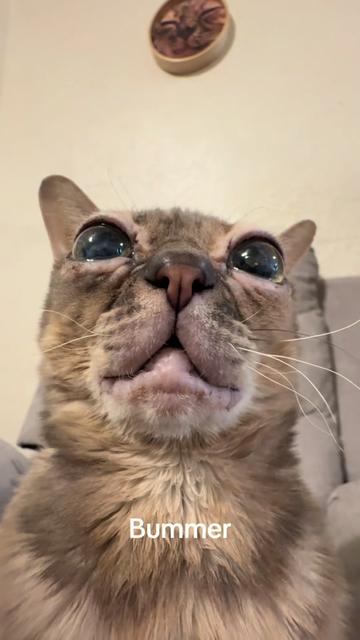 @Gumbus