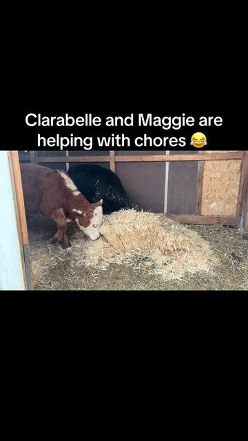 @WollamFarm