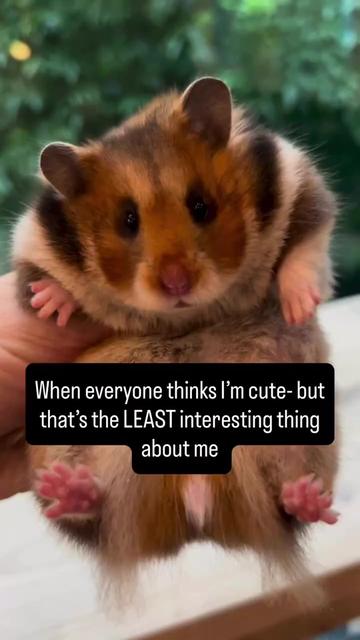 @Poppy Bee Hamstery