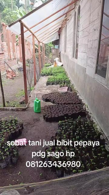 @Syafrizal , tanjuang