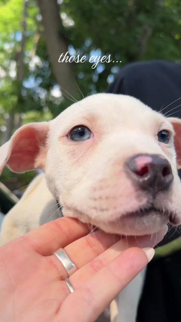 @sftsanimalrescue