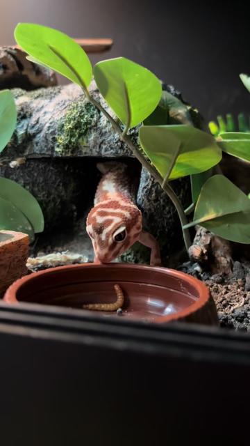 @Megan 🦎 🐈