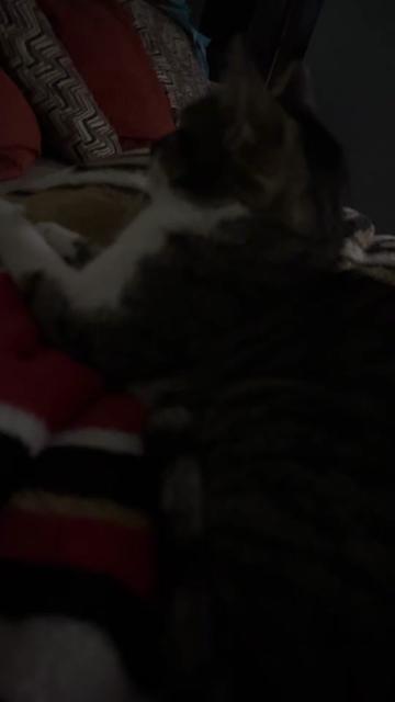 @mightycat83