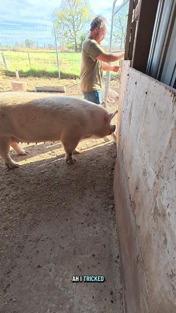 @ABC Homestead