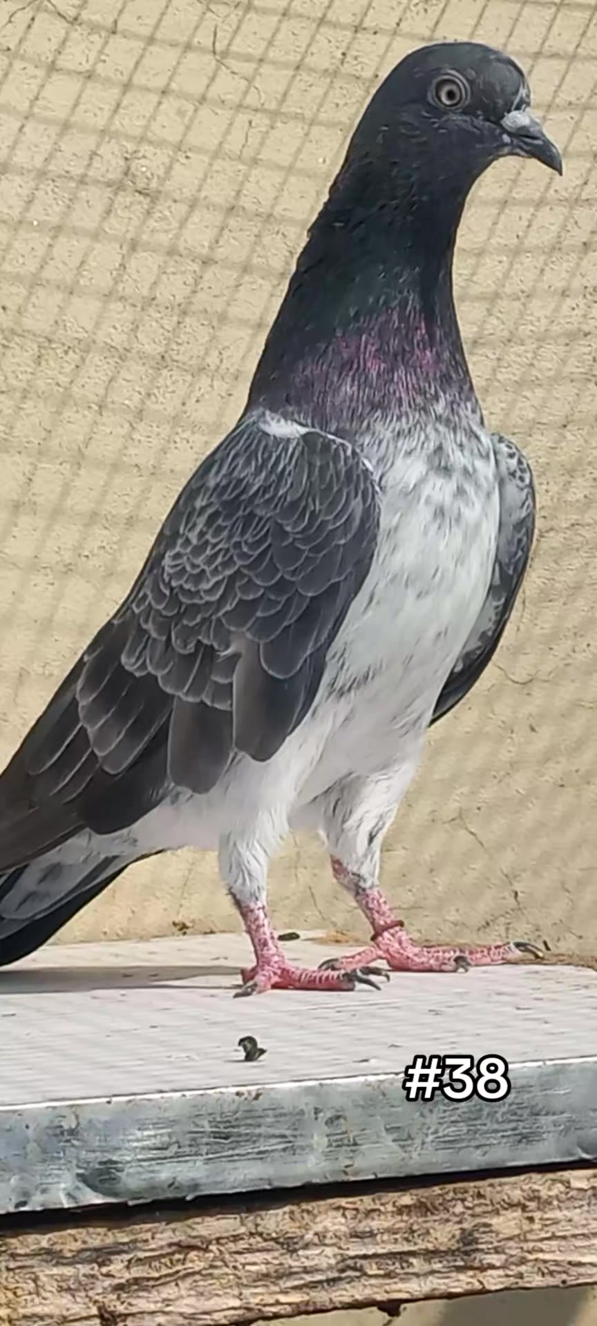@Ranakasuripigeon