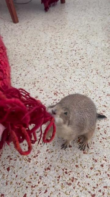 @Poppy the Prairie Dog