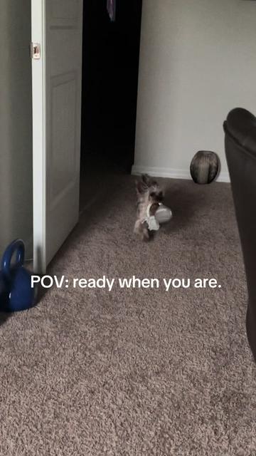 @Penny the Yorkie