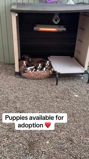 @Boston terrier puppies