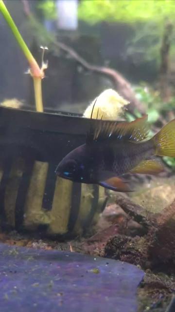 @Schalkx.Aquatics