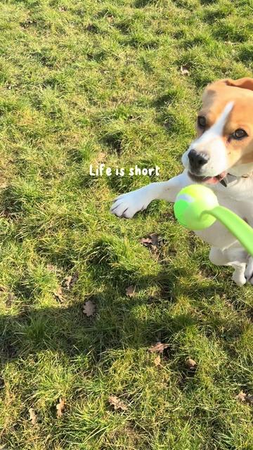 @woofandwander🐶