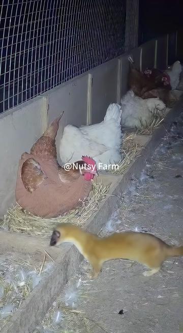 @NutsyFarm