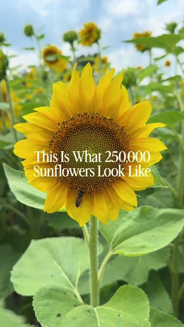 @Christopher | Flower Farmer