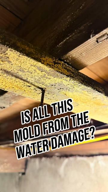 @Long Island Mold Guy