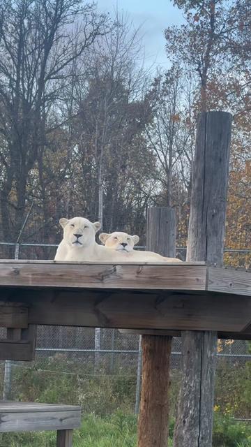 @The Wildcat Sanctuary