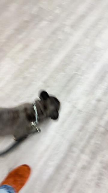 @Boss Canine