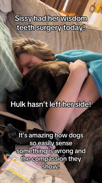 @HULK the mastiff