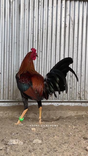 @angelsgamefowl88