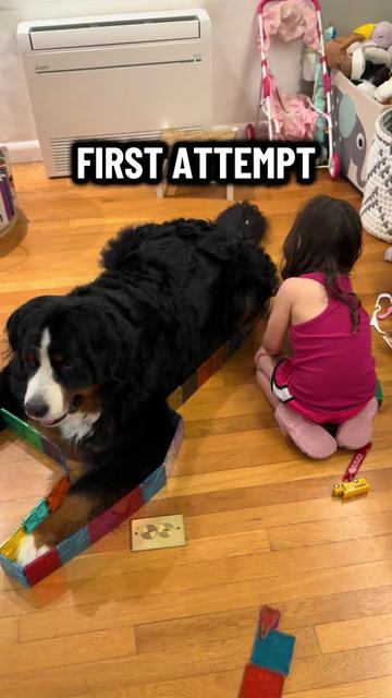 @Ivy the Berner