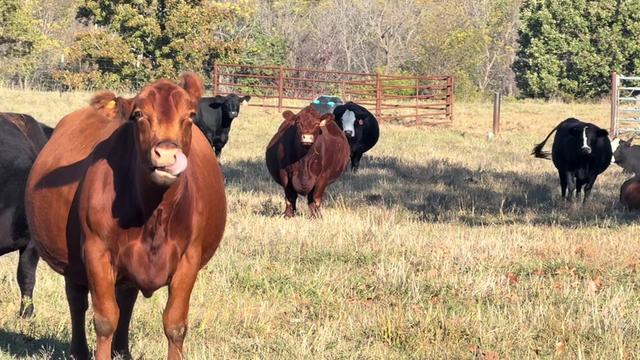 @Massey Land & Cattle