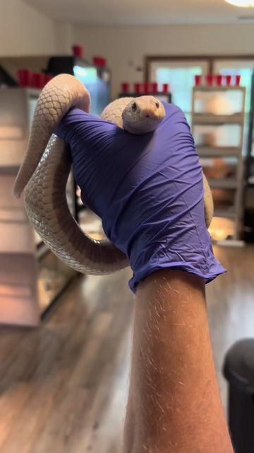 @BeWild Reptile Rescue