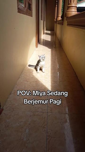 @Medayo Petcare
