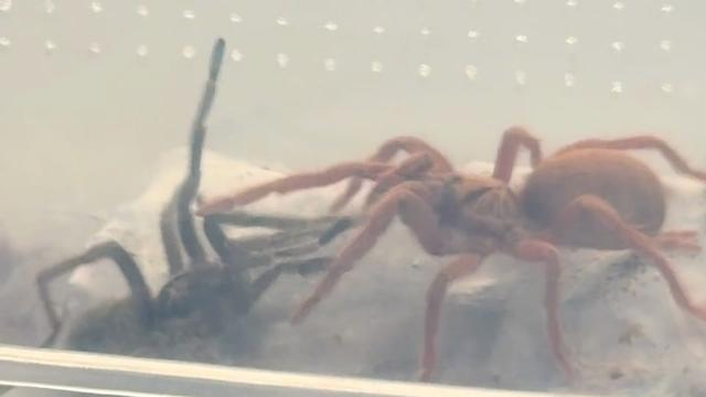@Spider Conservatory