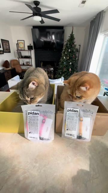 @tessie_cat_and_bert
