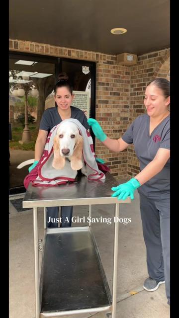 @Just A Girl Saving Dogs