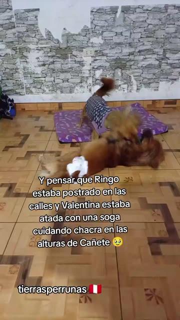 @Asociación T.Perrunas🐕🐈🇵🇪