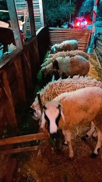 @Juragan Kambing